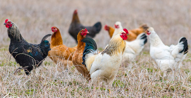 Chickens in a pasture